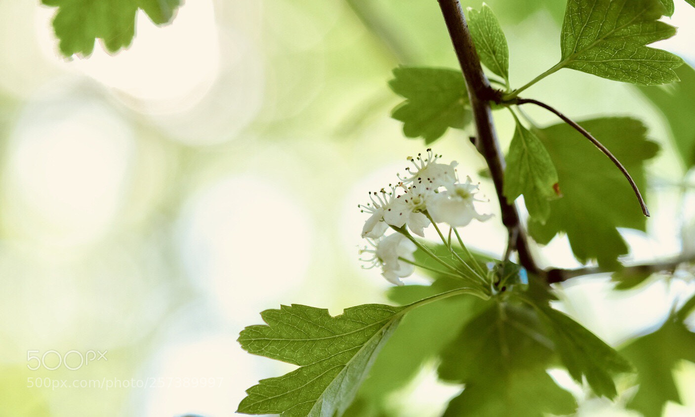 Fujifilm X-T1 sample photo. Blossoms photography