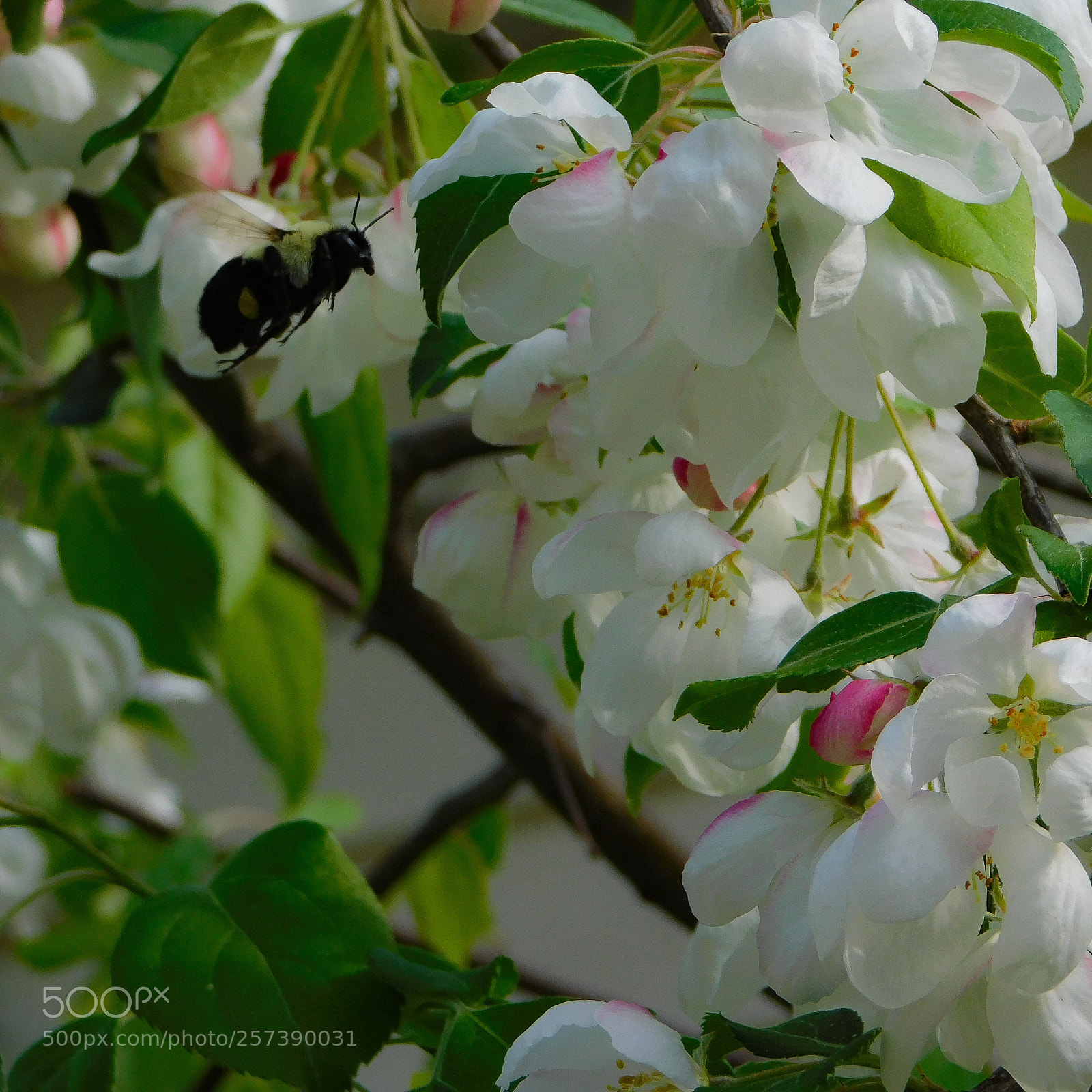 Nikon Coolpix B500 sample photo. Bumble bee in flight photography
