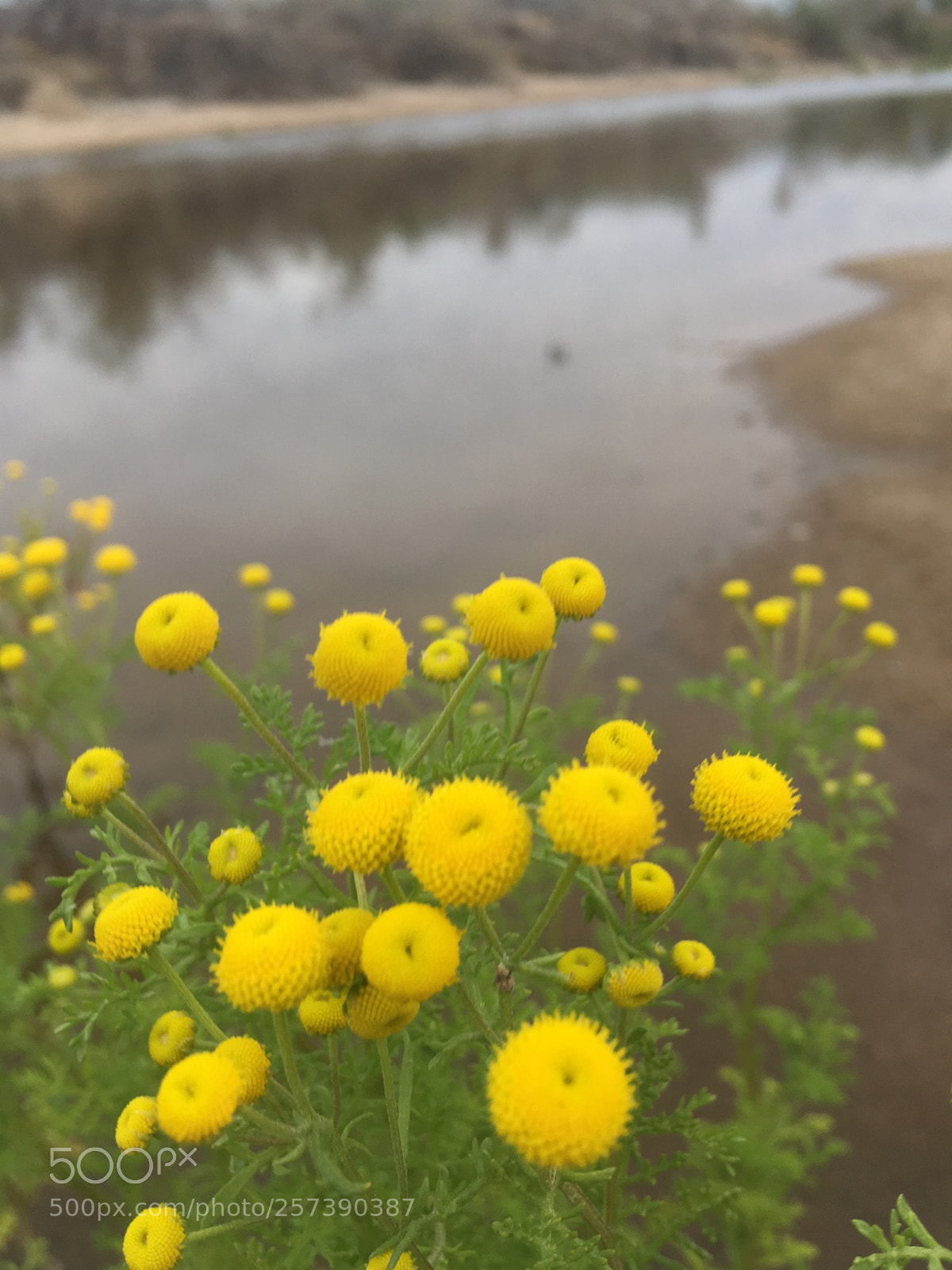 Apple iPhone SE sample photo. Untitled photography