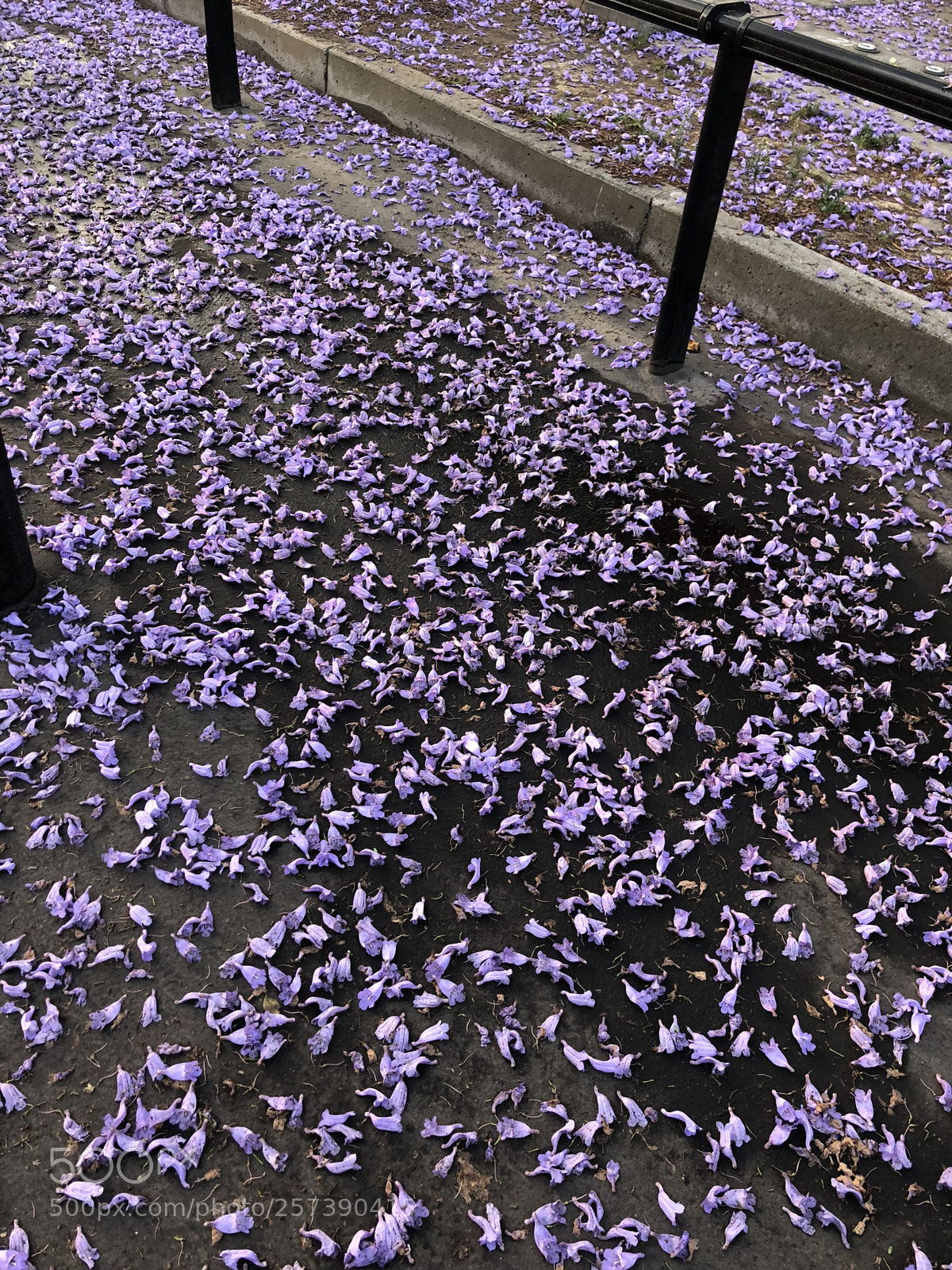 Apple iPhone 8 sample photo. Jacarandas photography
