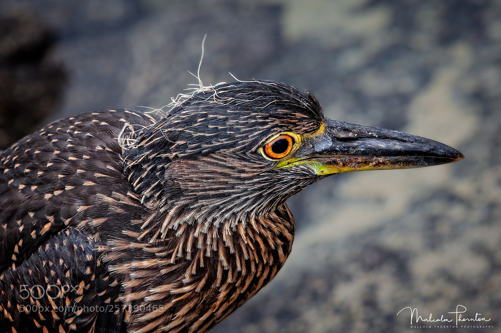 Canon EOS 5D Mark II sample photo. Lave heron photography