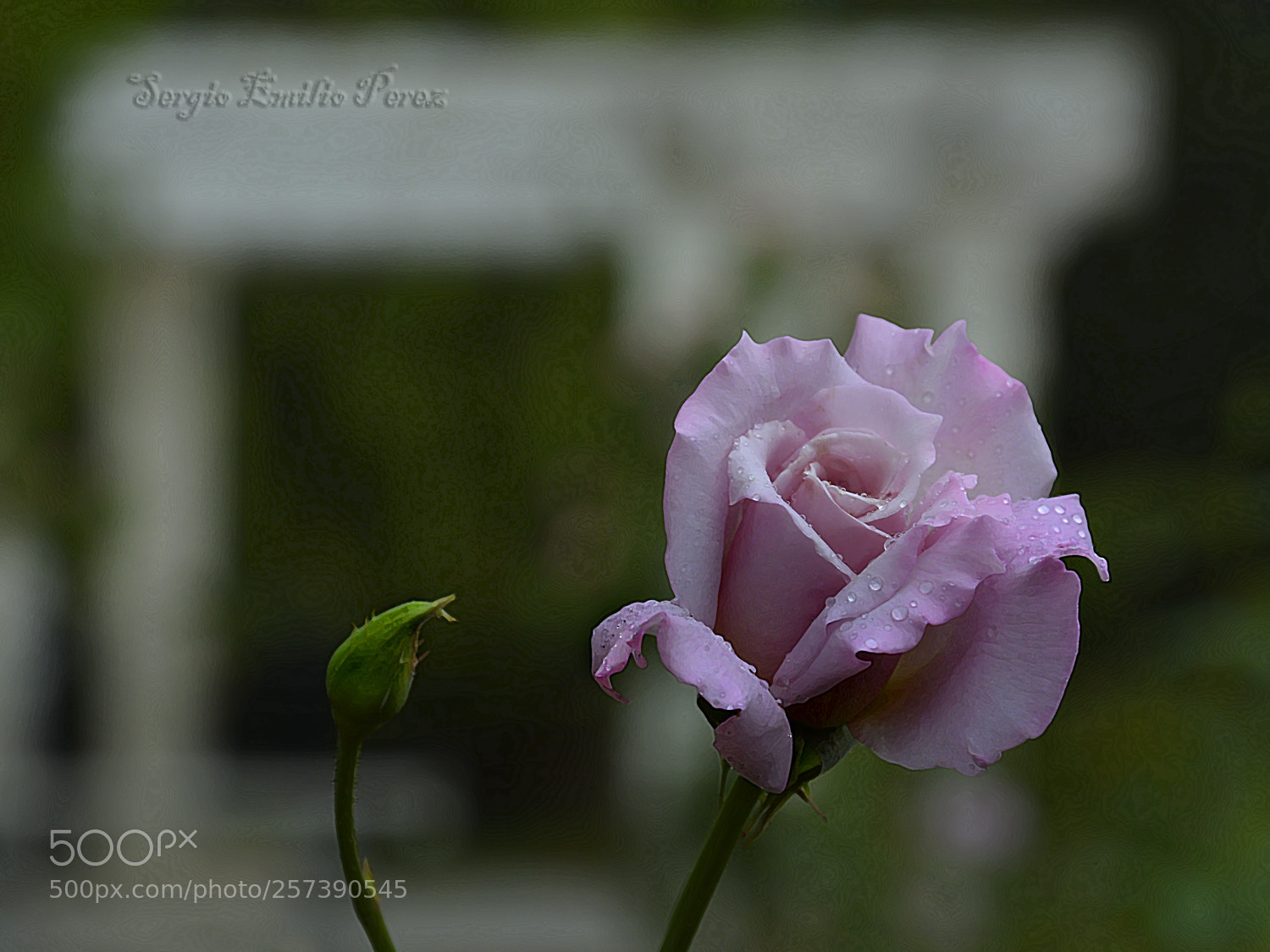 Nikon D5200 sample photo. The only way... photography
