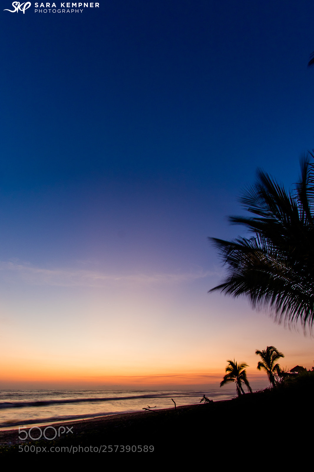 Canon EOS 7D Mark II sample photo. Fronds photography