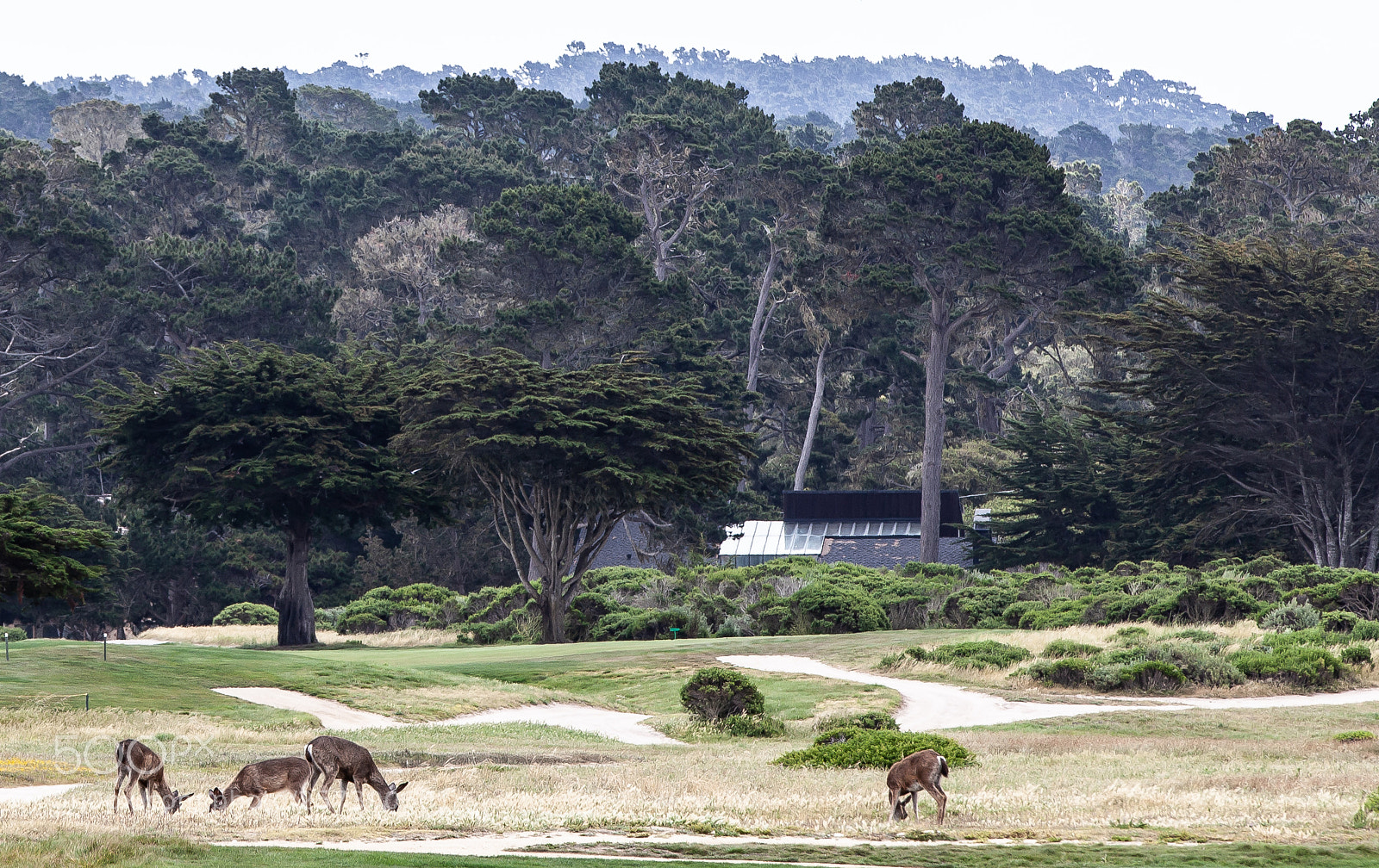 Canon EOS 5D Mark II sample photo. Deers at golf course photography