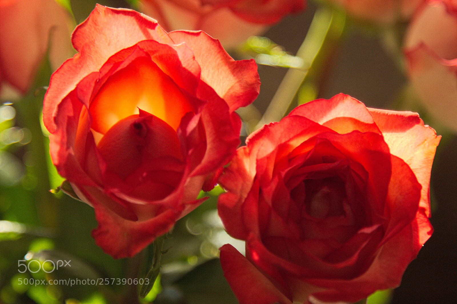 Canon EOS 60D sample photo. Red roses photography