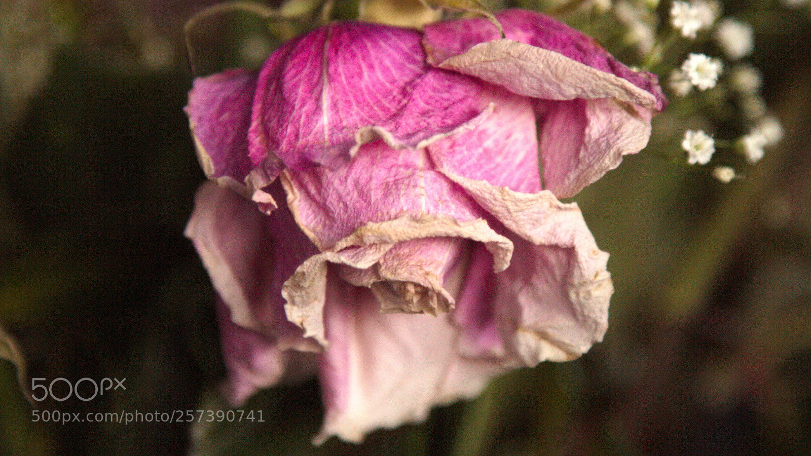Canon EOS 60D + Canon EF 24-105mm F4L IS USM sample photo. Roses photography