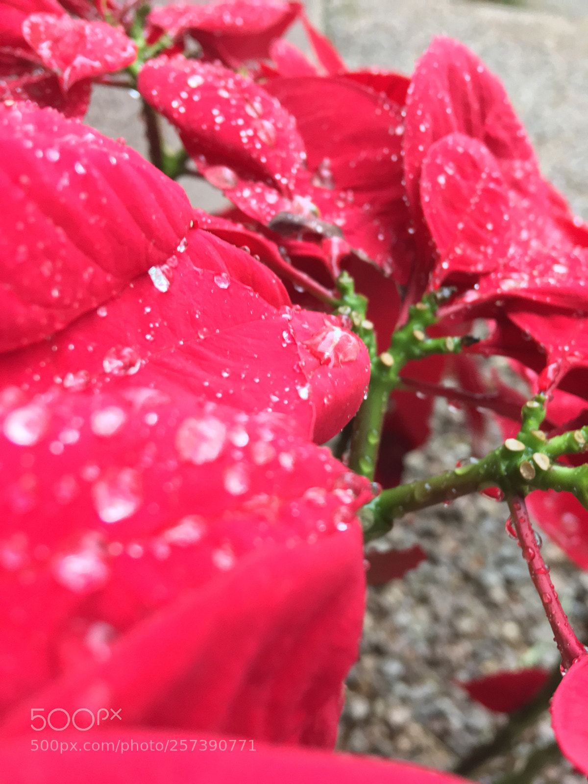 Apple iPhone SE sample photo. Untitled photography