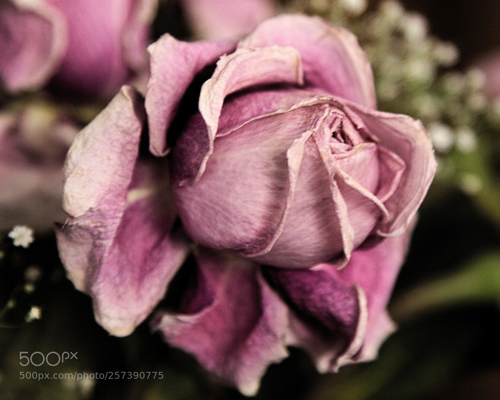 Canon EOS 60D + Canon EF 24-105mm F4L IS USM sample photo. Roses photography