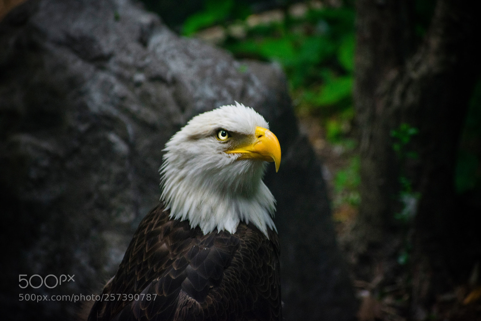 Nikon D3400 sample photo. American bald eagle photography