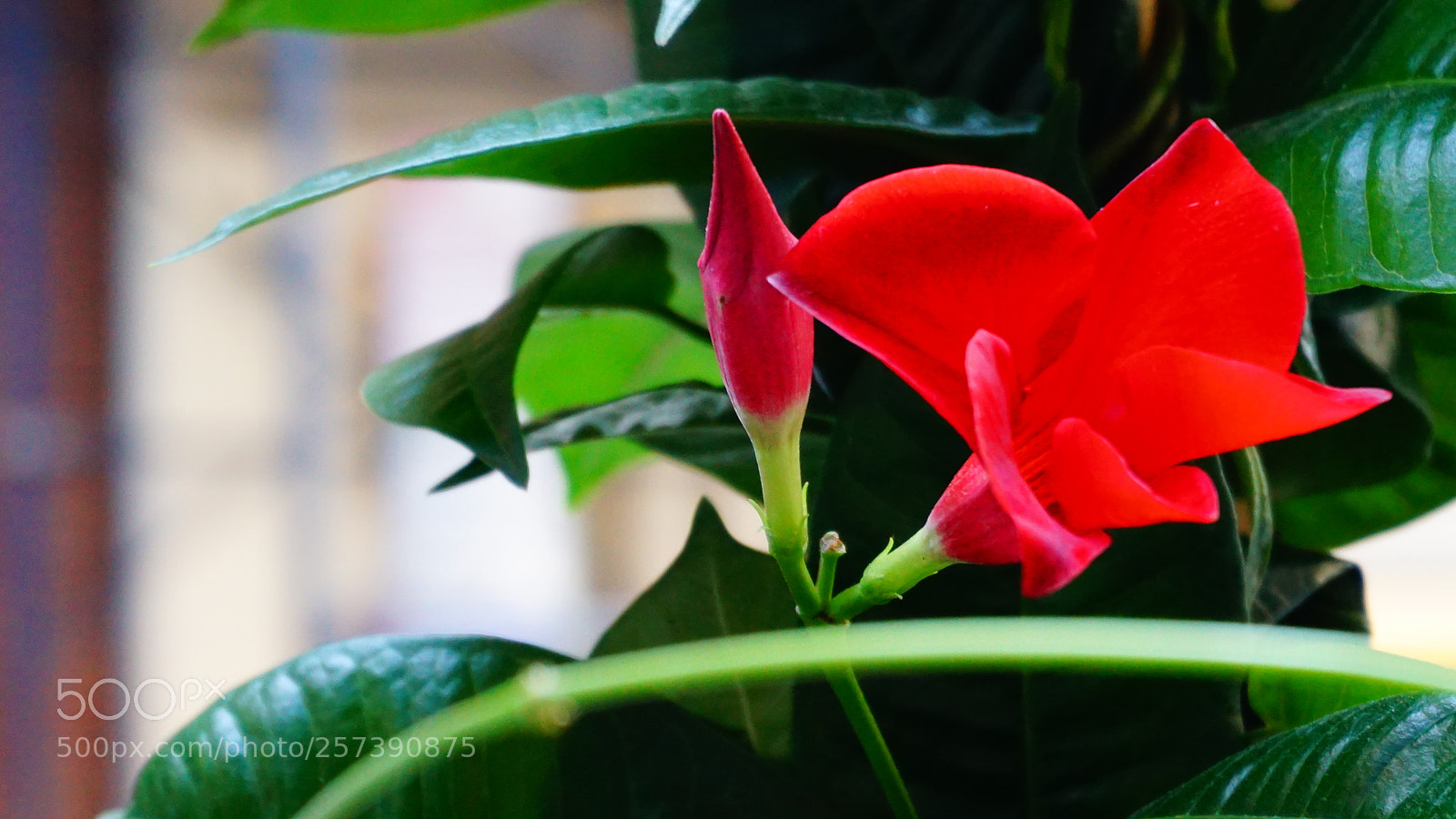 Sony a6000 sample photo. Flowers photography