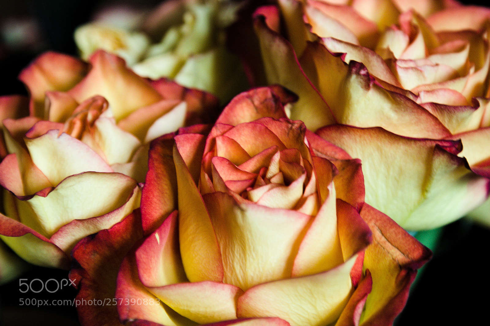 Canon EOS 60D sample photo. Roses photography