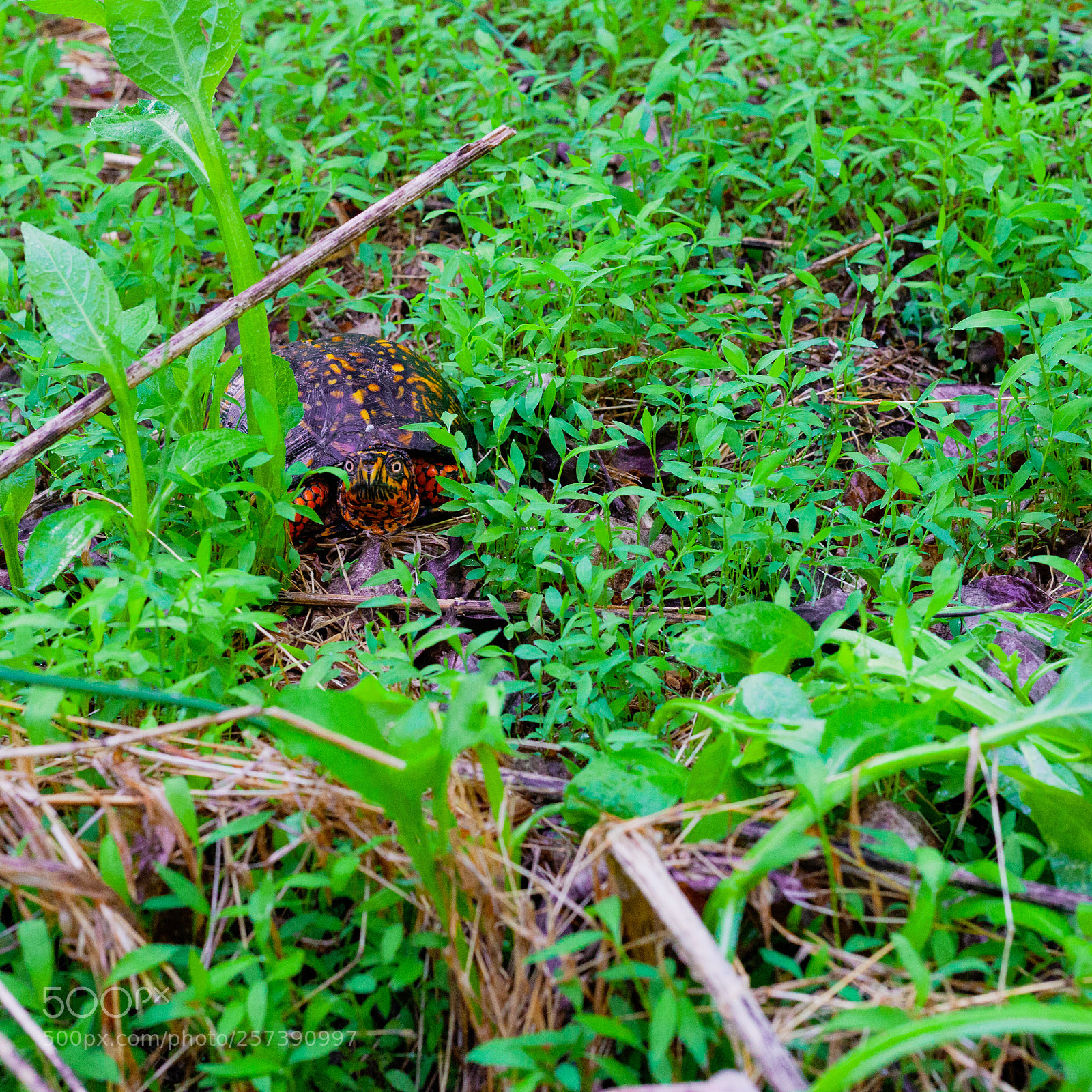 Canon EOS 5D Mark II sample photo. Eastern box turtle photography