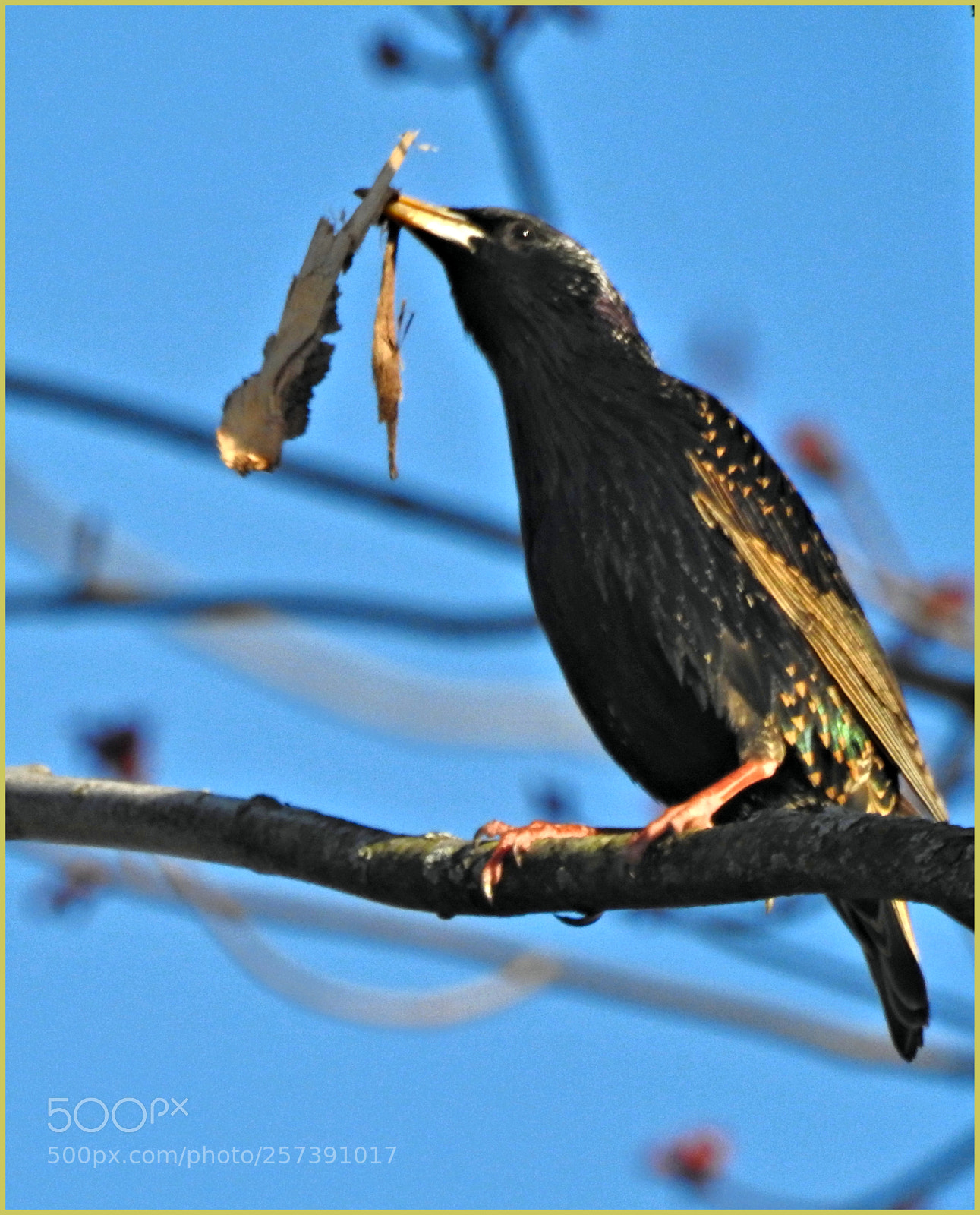 Nikon Coolpix P900 sample photo. Starling gathers twigs photography