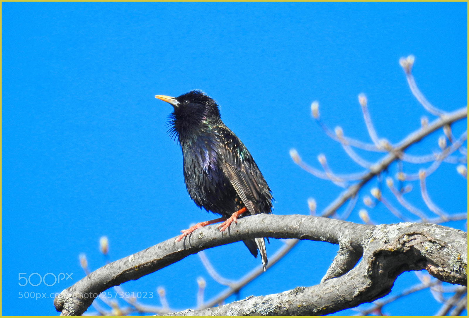 Nikon Coolpix P900 sample photo. Starling lll photography