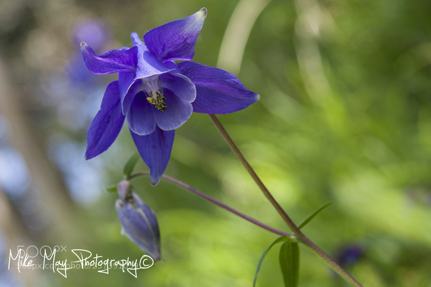 Canon EOS 50D sample photo. "aquilegia vulgaris" photography