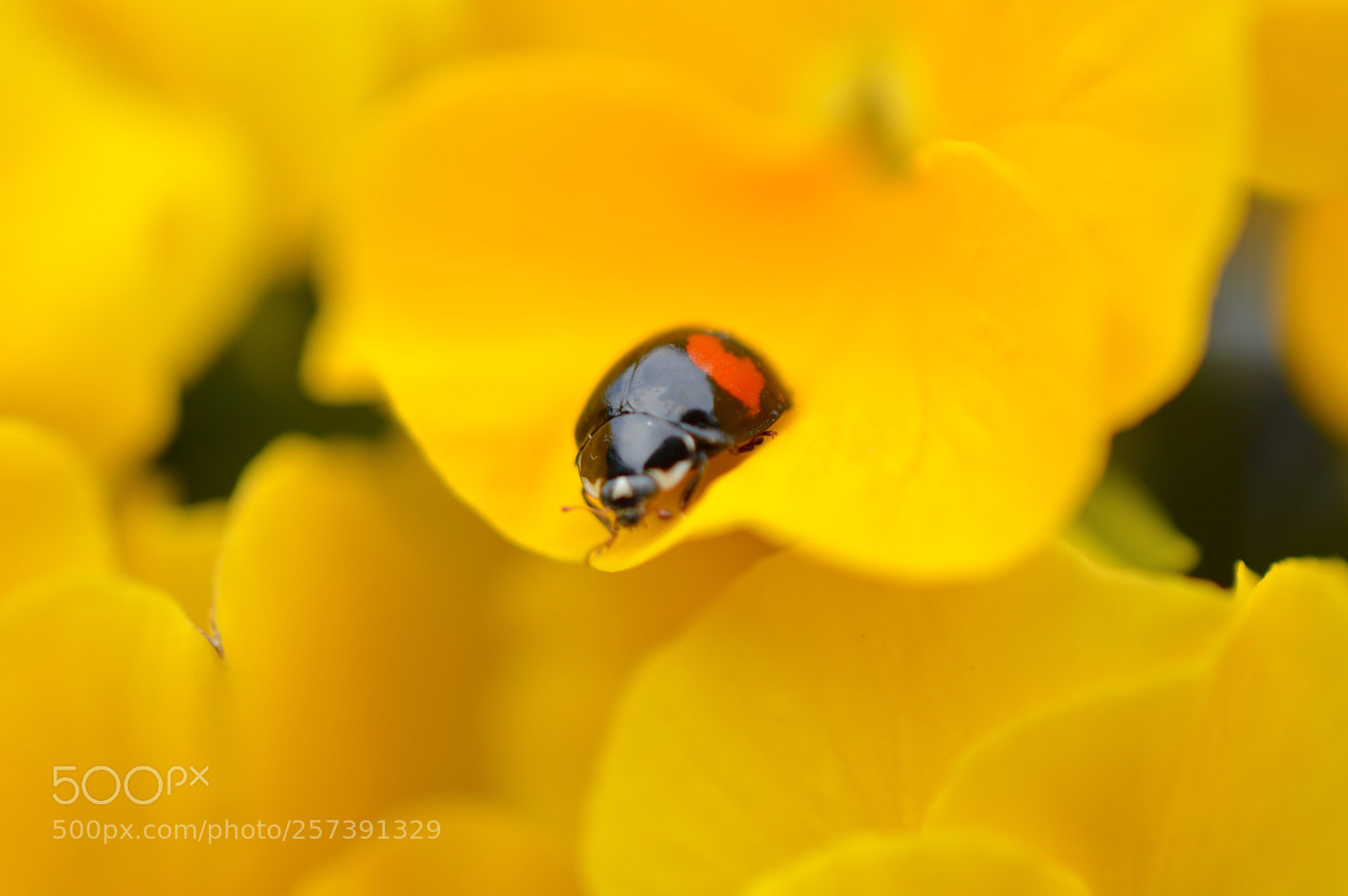 Nikon D3200 sample photo. Ladybug which carries happiness photography