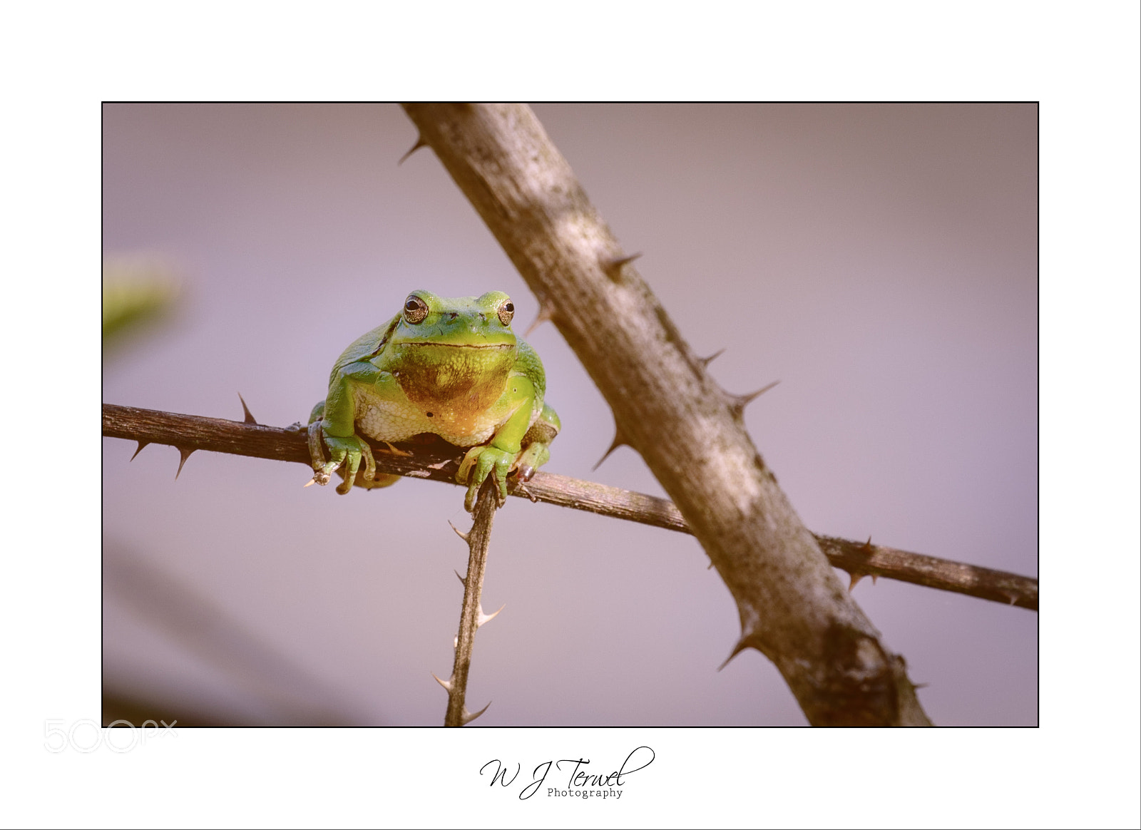Canon EOS 5D Mark IV sample photo. Tree frog photography