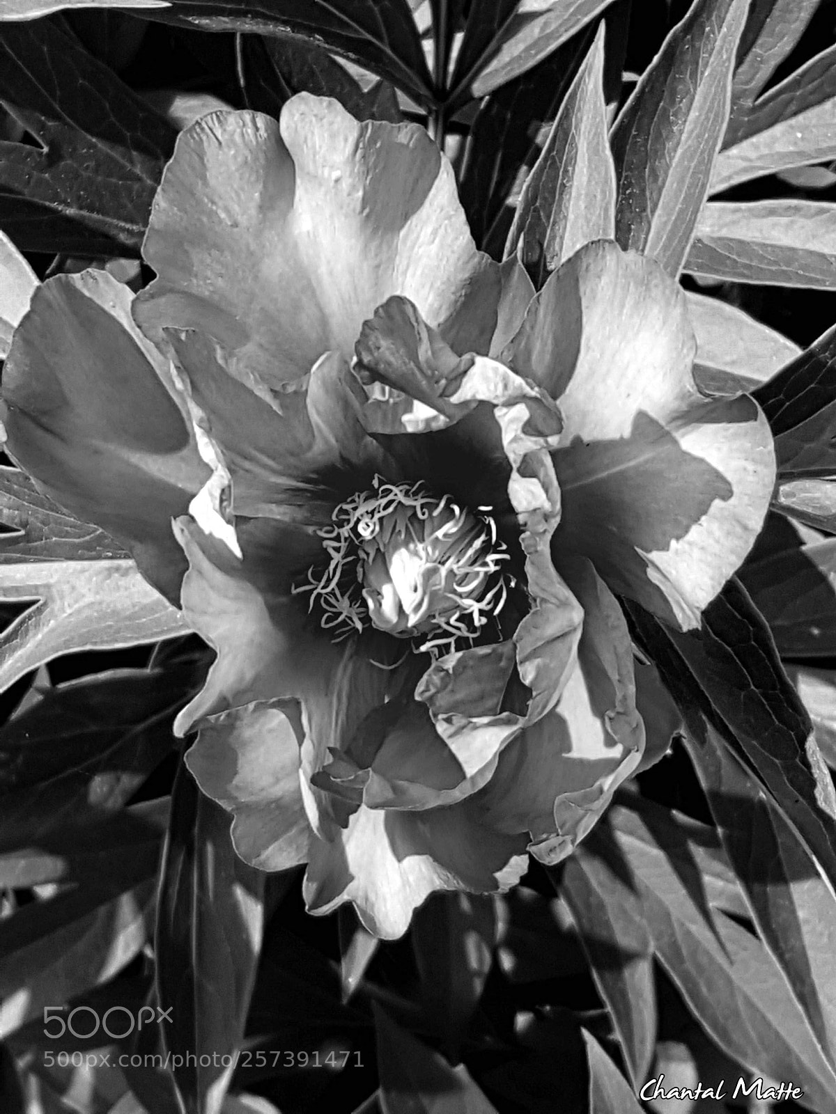 Samsung Galaxy S7 sample photo. Flower in b&w photography