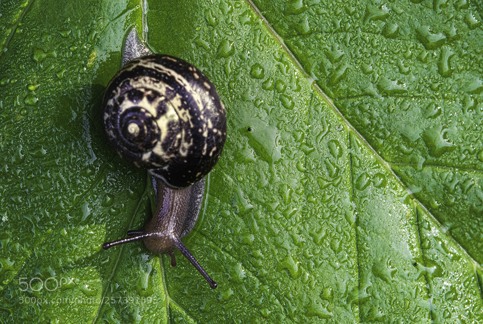 Nikon D7100 sample photo. Rainy day snail photography