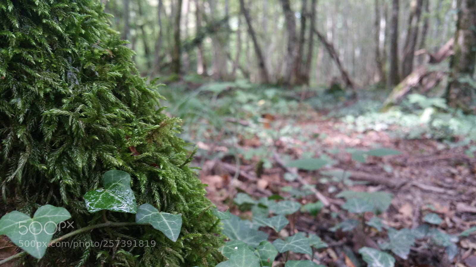 Samsung Galaxy Note4 sample photo. Untitled photography