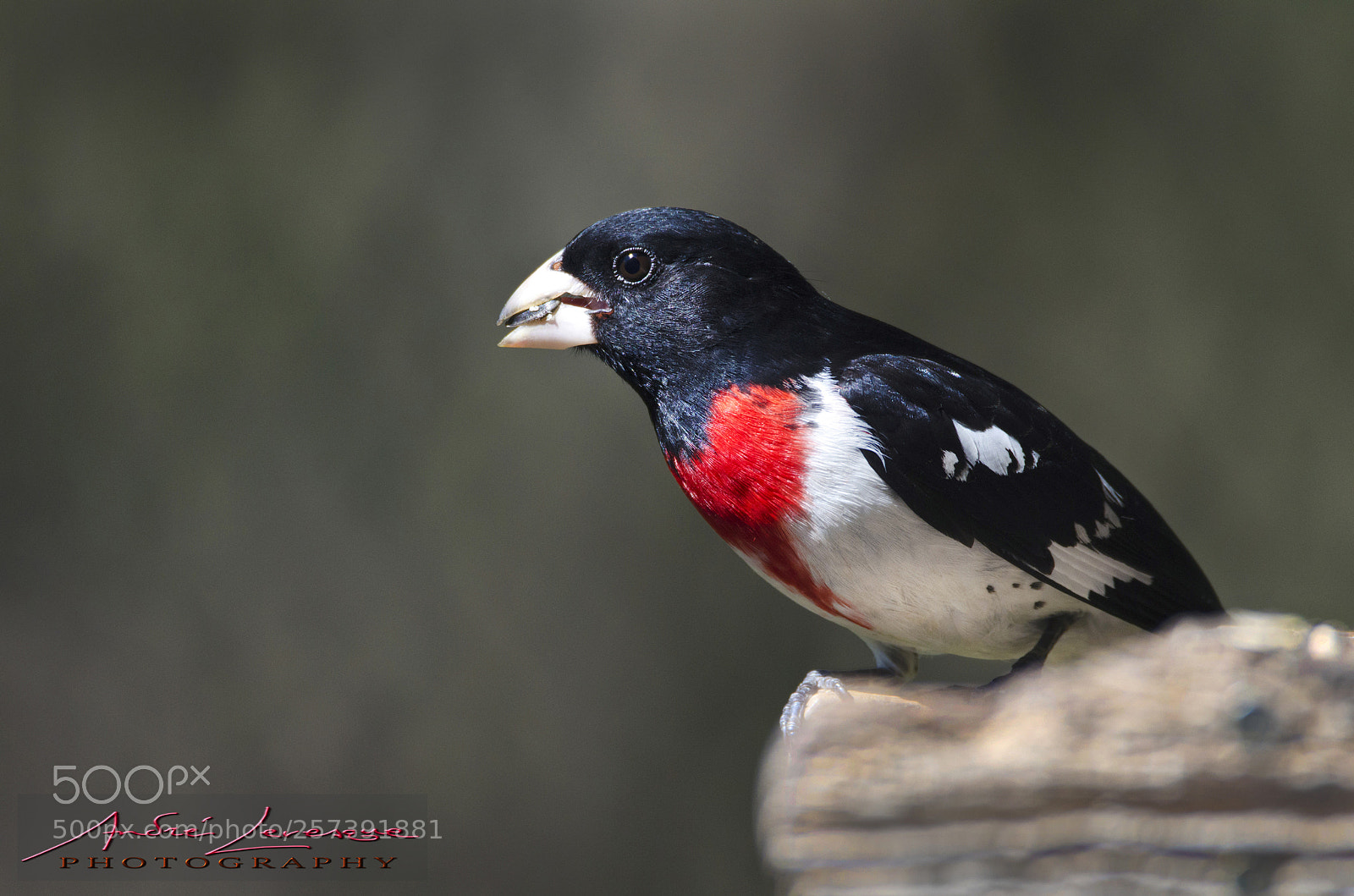 Nikon D7000 sample photo. Rose-breasted grosbeak photography