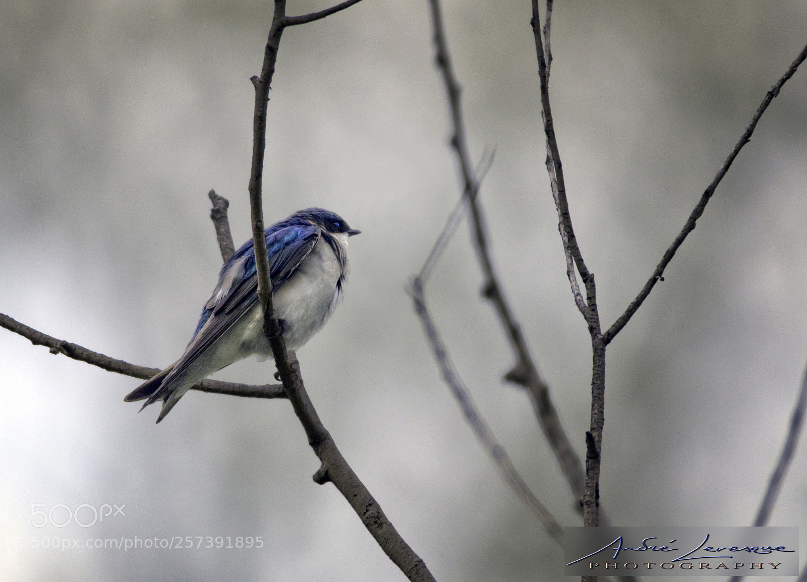 Nikon D7000 sample photo. Tree swallow photography