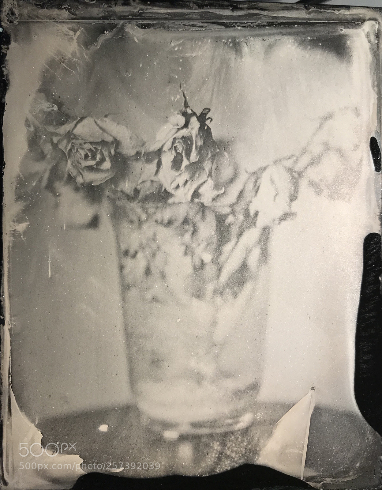Apple iPhone 7 sample photo. Of silver and light  photography