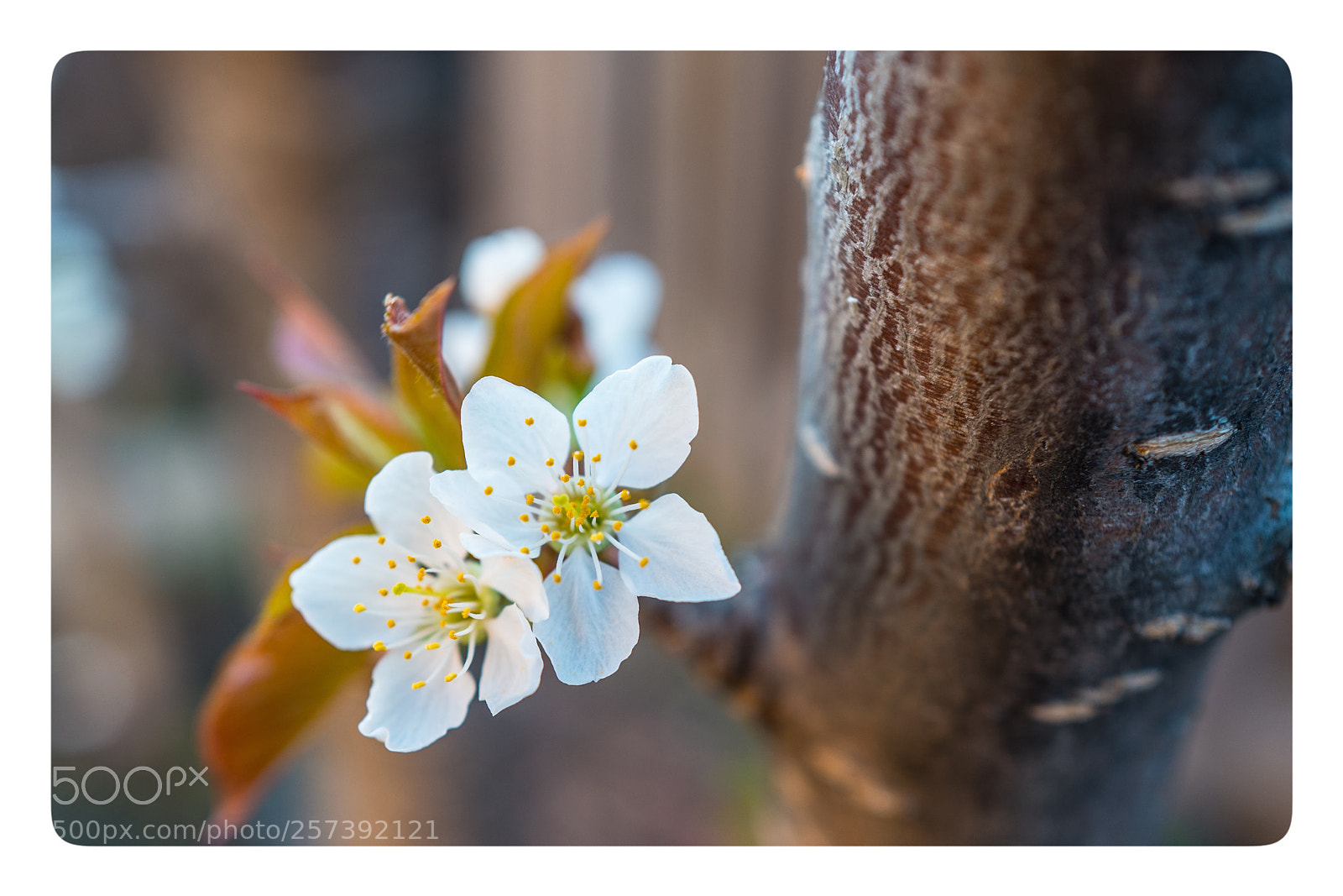 Leica Q (Typ 116) sample photo. Backyard flowers photography
