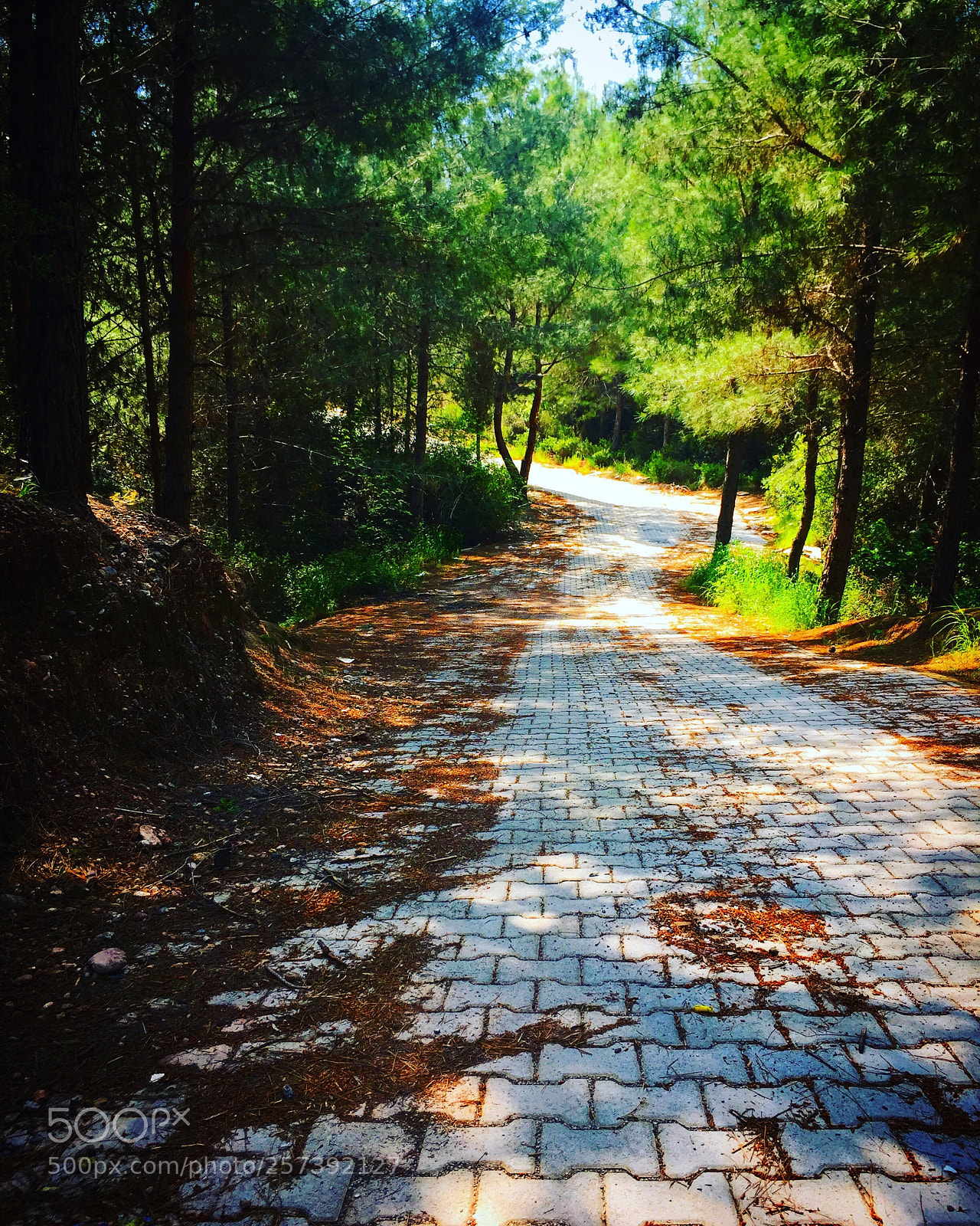 Apple iPhone 6 sample photo. Untitled photography