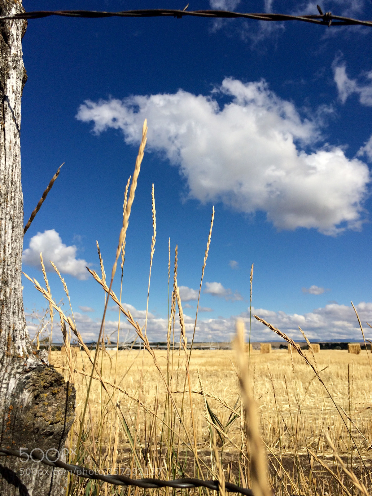 Apple iPhone 5s sample photo. Fields of gold  photography