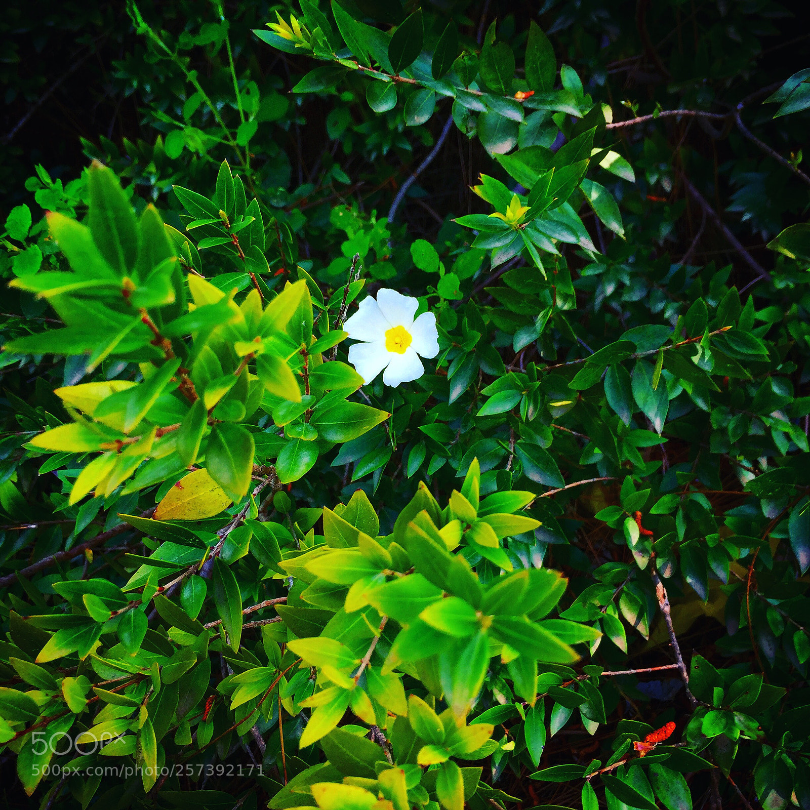 Apple iPhone 6 sample photo. Untitled photography