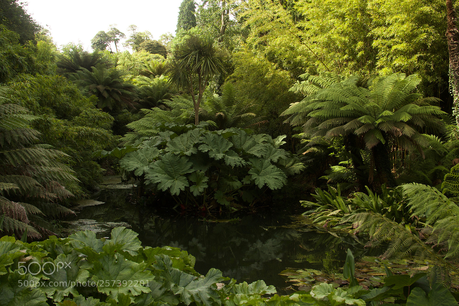 Canon EOS 60D sample photo. Dense green photography