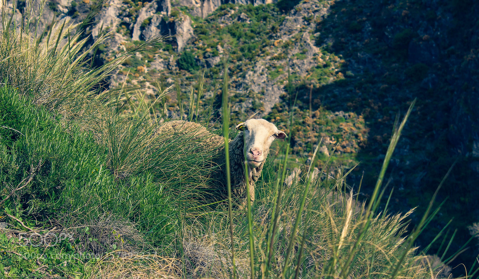 Canon EOS 600D (Rebel EOS T3i / EOS Kiss X5) sample photo. Looking sheep photography