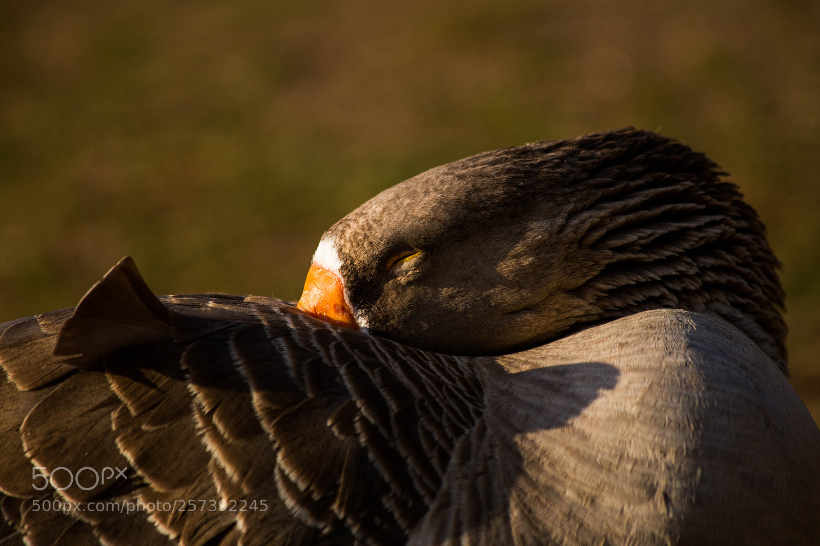Canon EOS 6D sample photo. Goodnight goose photography