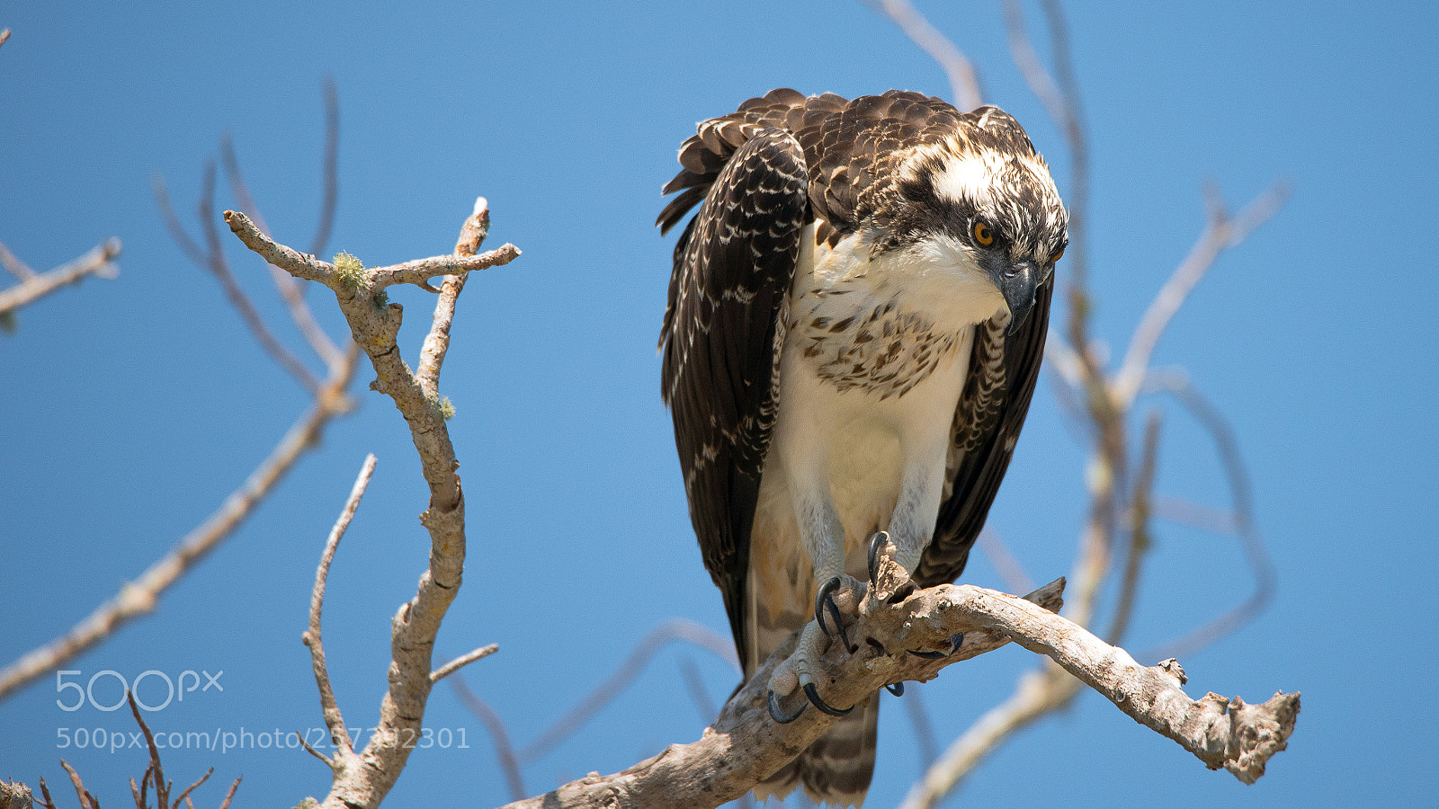 Nikon D750 sample photo. Osprey photography