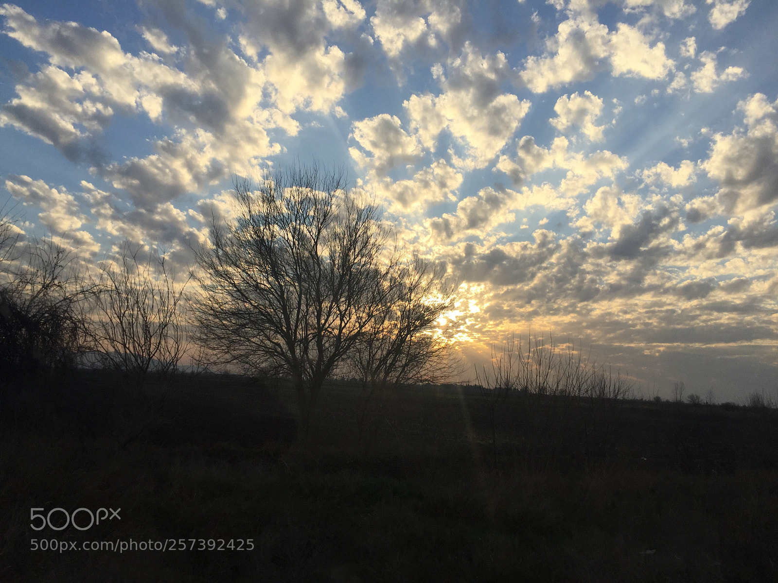 Apple iPhone 6 sample photo. Untitled photography