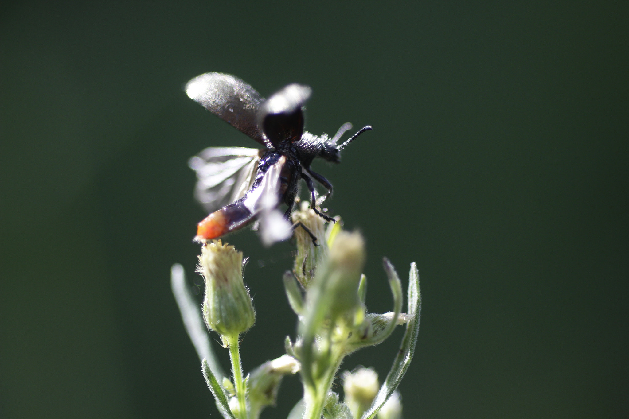 Canon EF 35-80mm f/4-5.6 sample photo