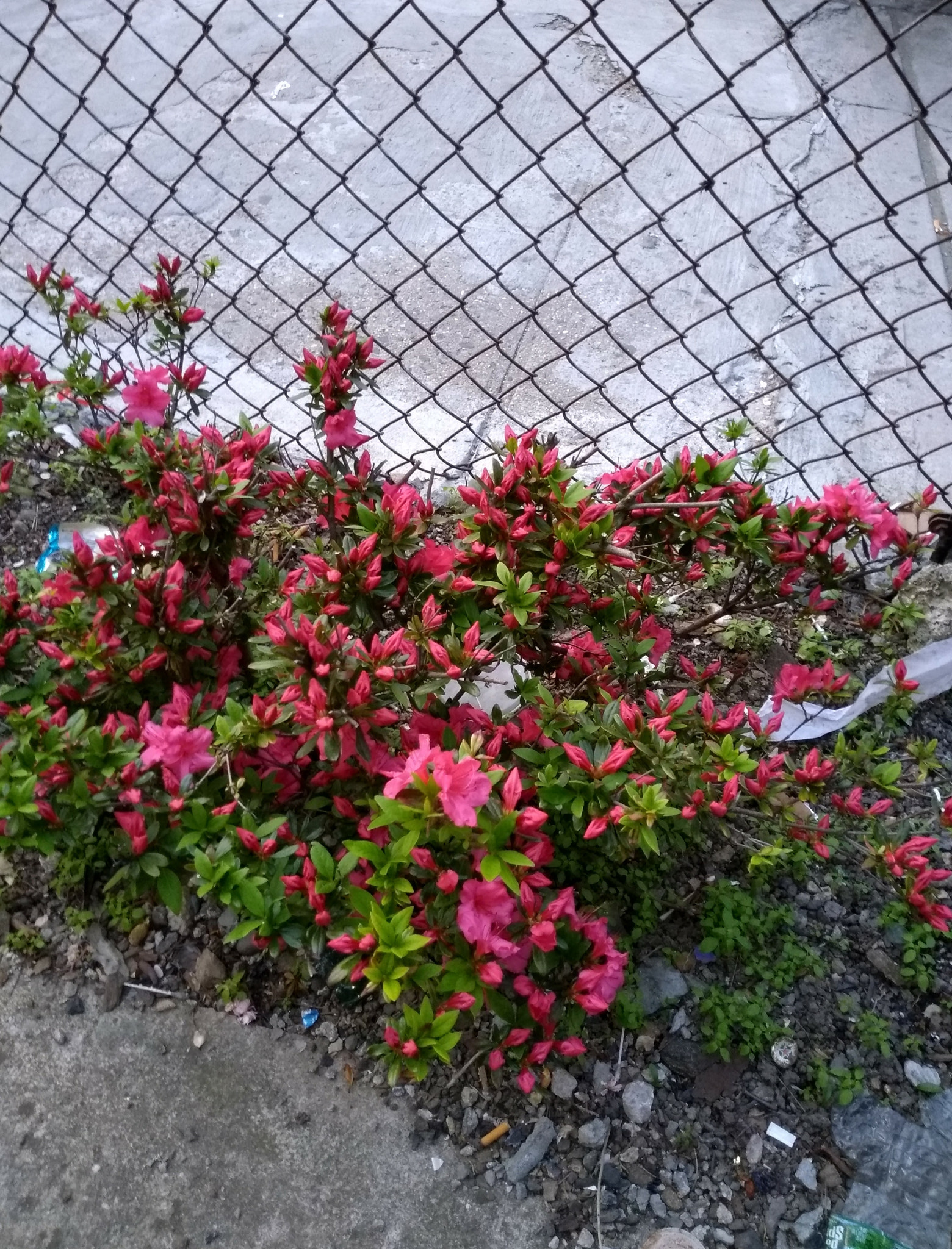 Motorola Moto E (4) Plus sample photo