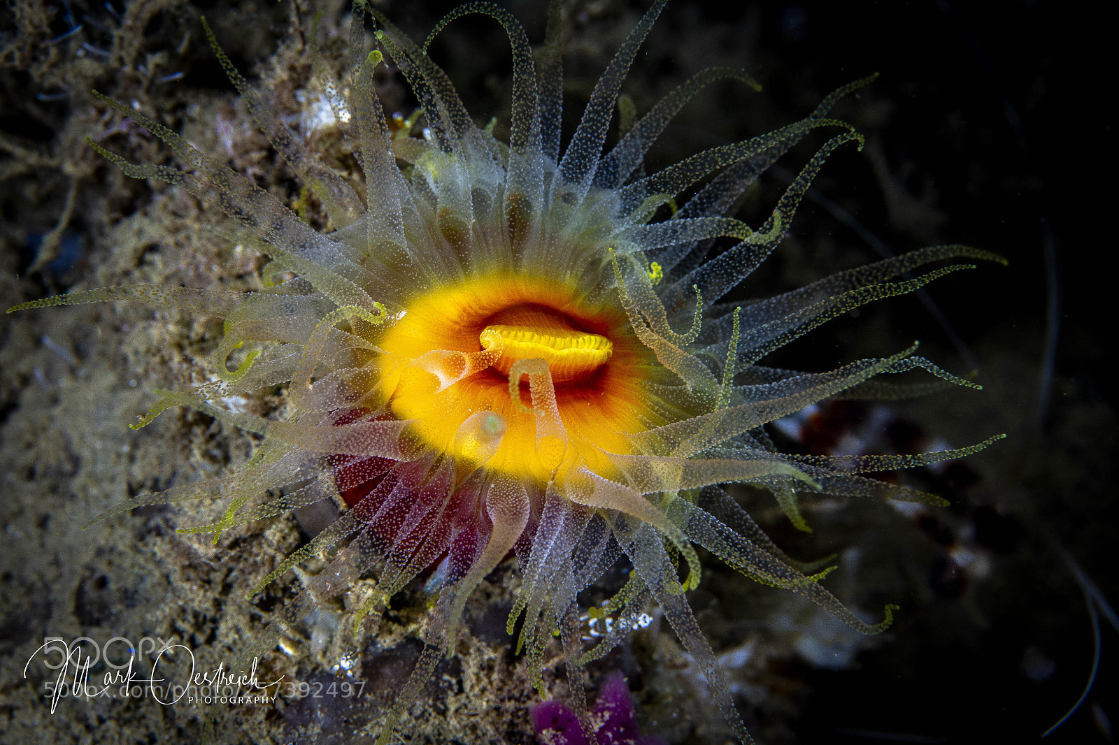 Canon EOS 70D sample photo. Anemone at night photography