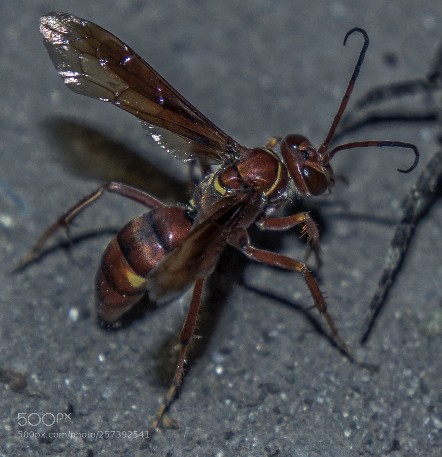 Samsung NX3000 sample photo. Avispa roja photography