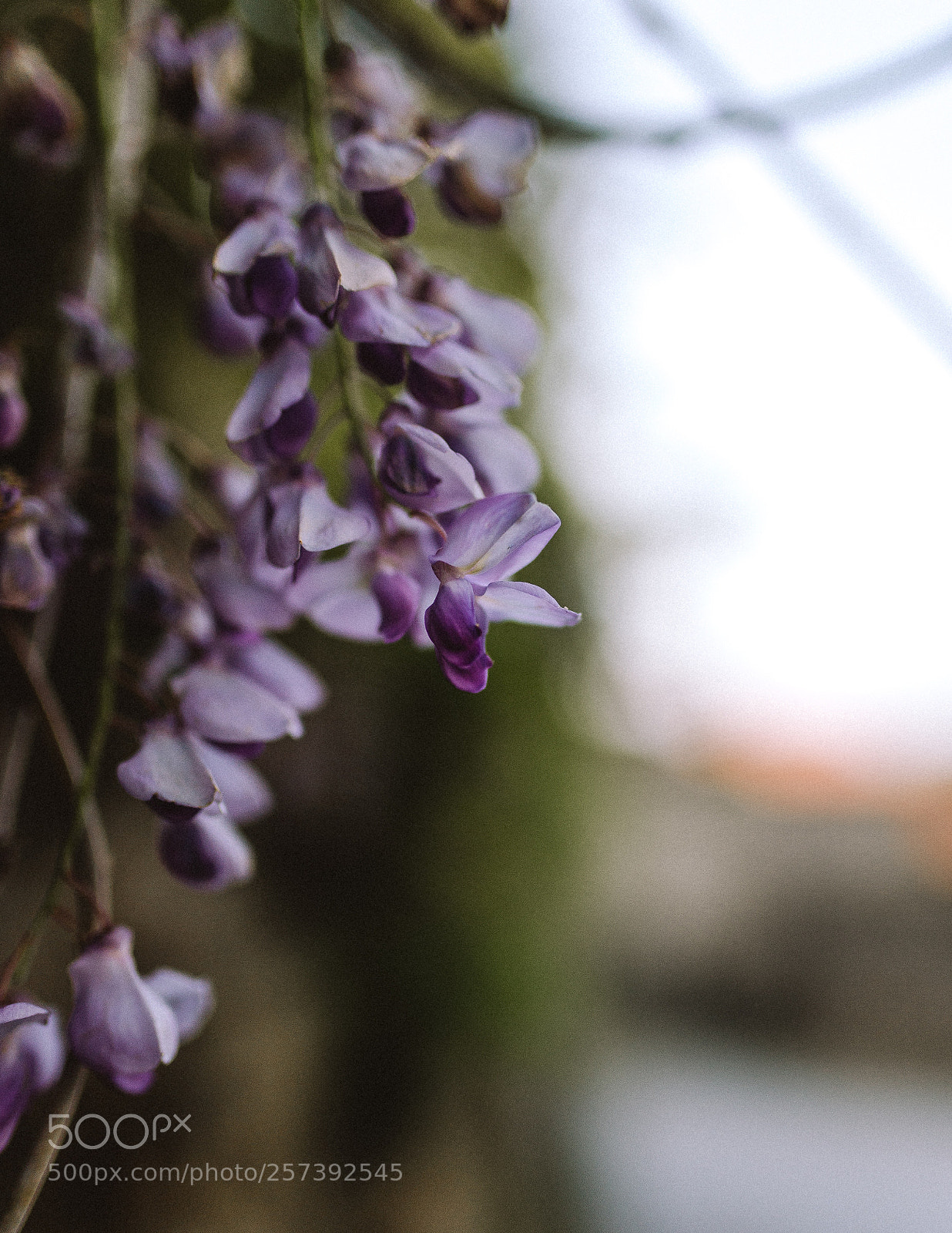 Nikon D610 sample photo. Untitled photography