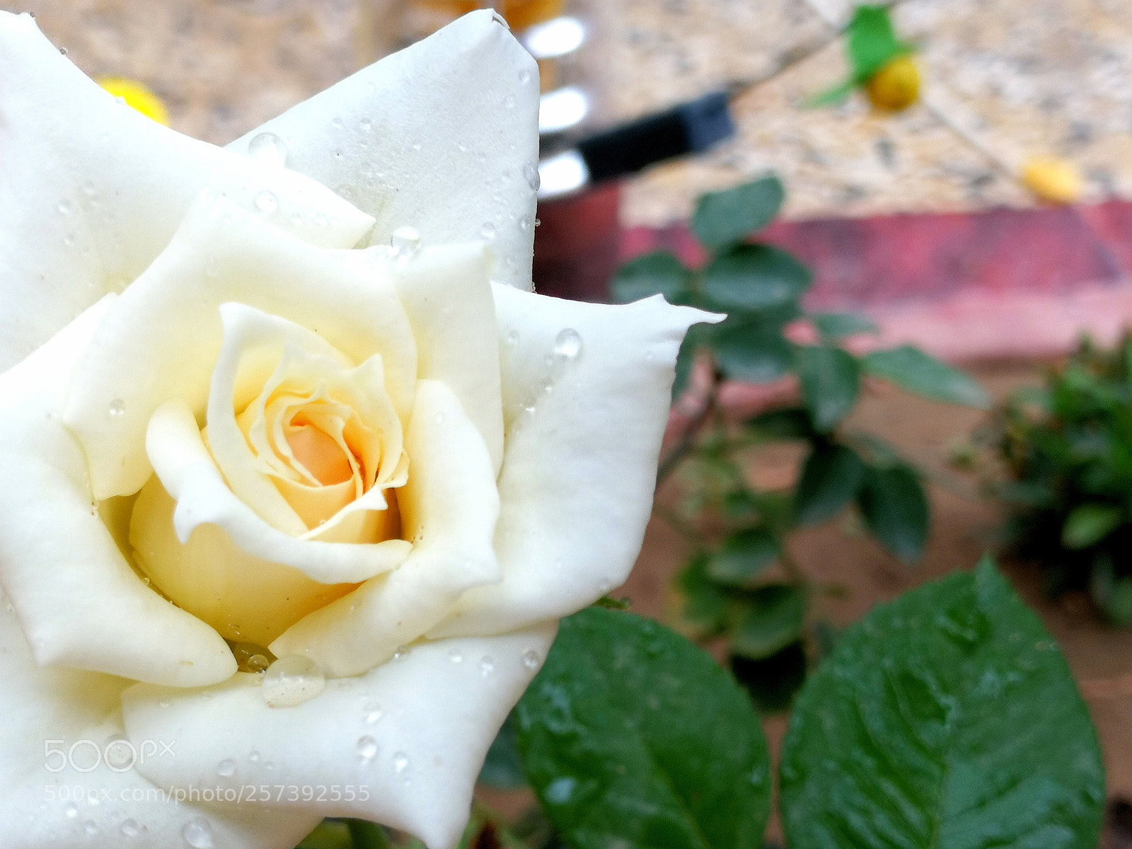 HUAWEI Mate 9 sample photo. Untitled photography