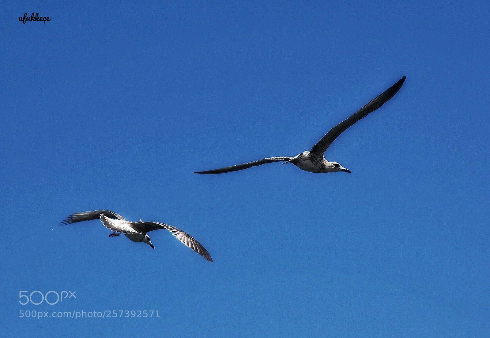 Nikon D5200 sample photo. Trilye, mudanya photography
