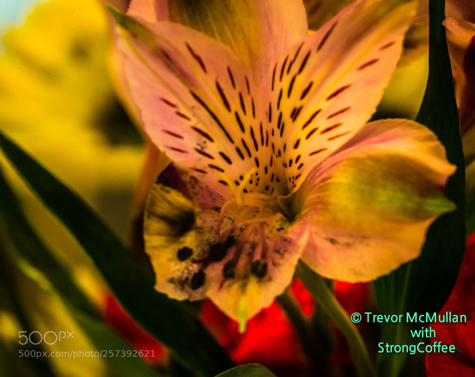 Nikon D800 sample photo. Flower with no name photography