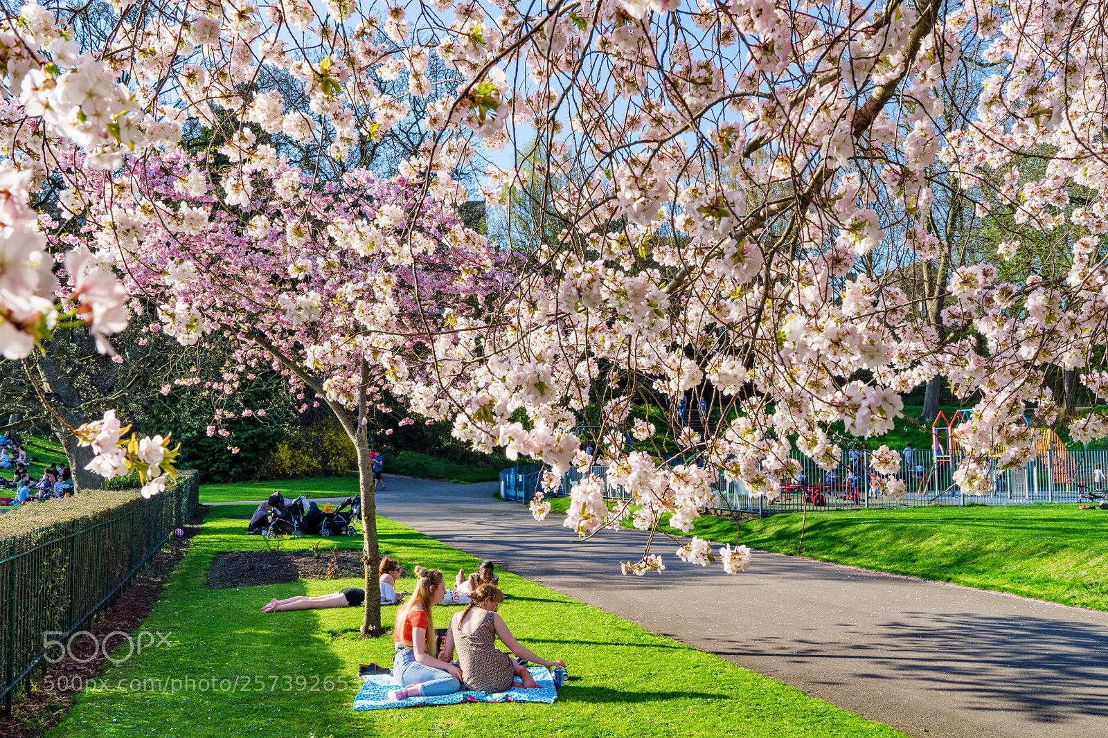 Sony a7 II sample photo. Untitled photography