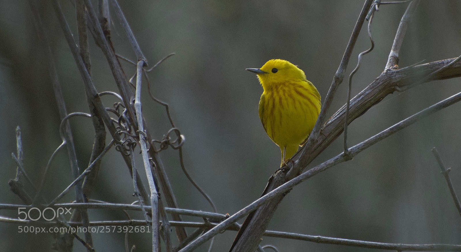 Nikon D80 sample photo. Yellow warbler photography