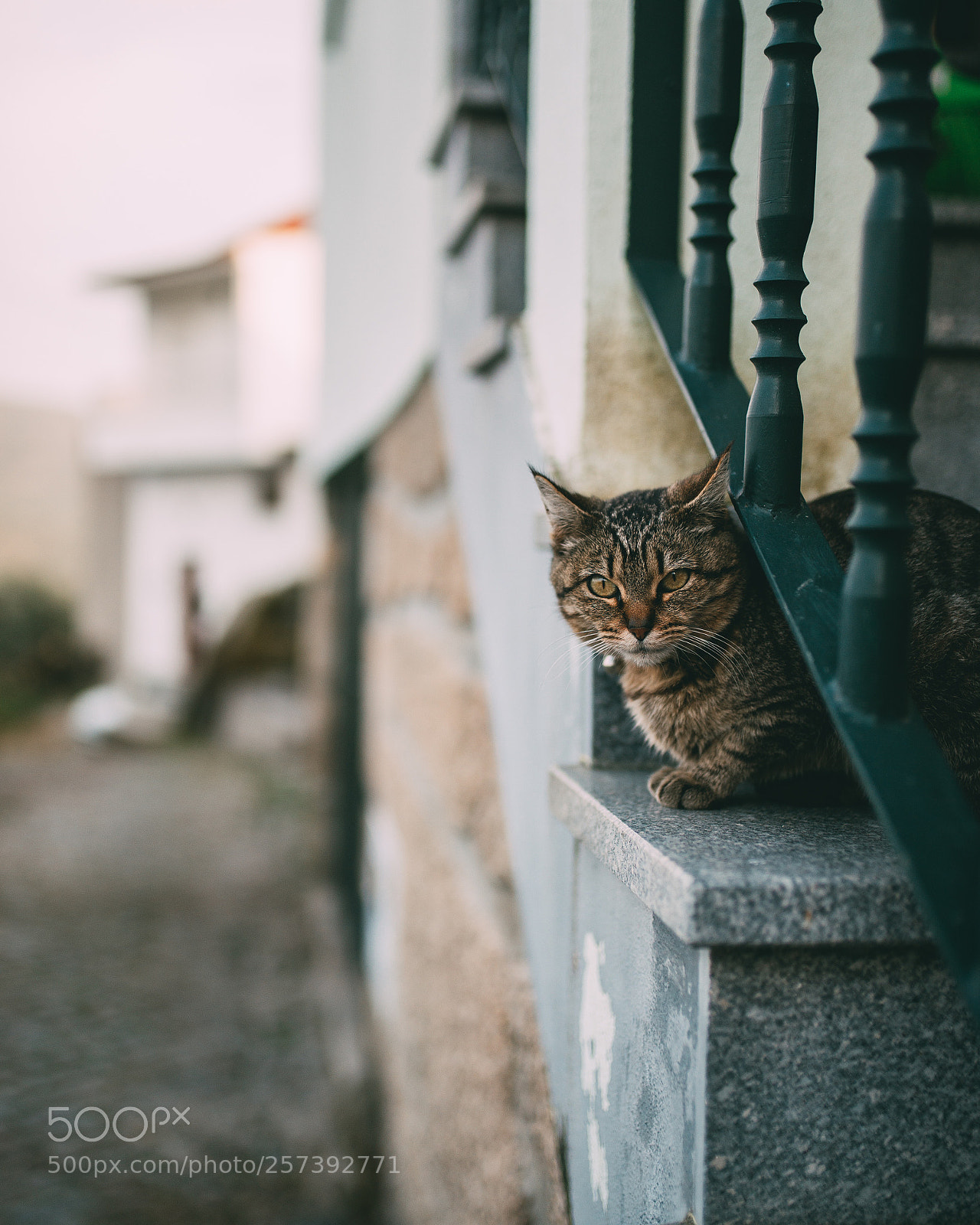 Nikon D610 sample photo. Untitled photography