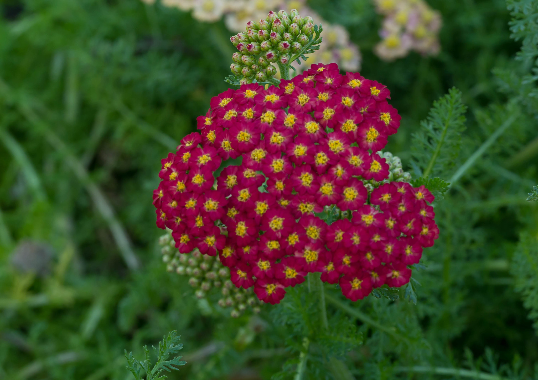 Panasonic Lumix DMC-G85 (Lumix DMC-G80) sample photo. Flower photography