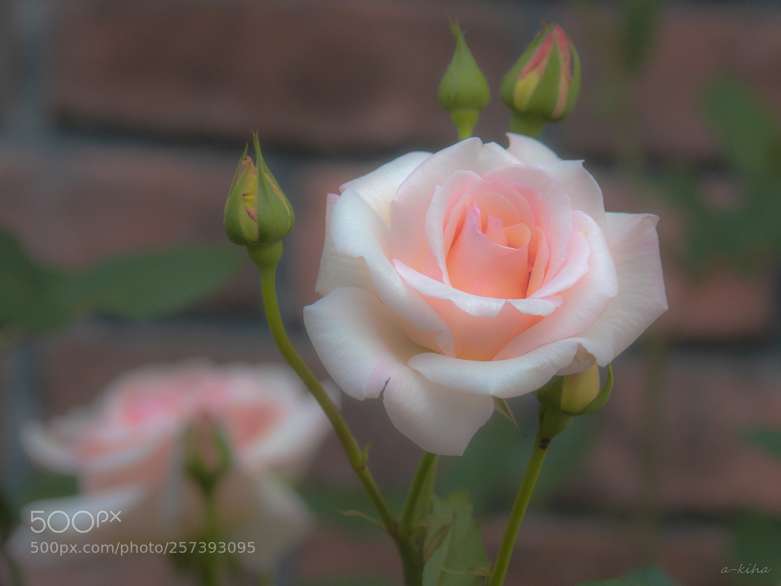 Olympus OM-D E-M1 Mark II sample photo. Soft rose photography