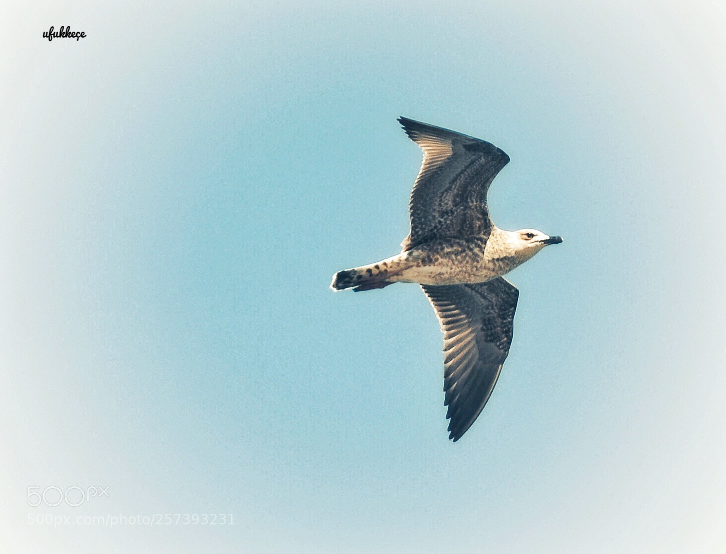 Nikon D5200 sample photo. Özgürlük photography